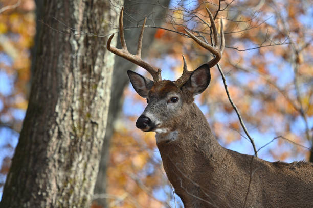 Close-up portrait of a female deer in the wild.