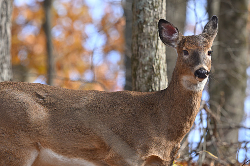 Close-up of white-tailed doe (a female deer) in New England's autumn woods, mid-November (the rutting season, when deer mate). Scientific name: Odocoileus virginianus. Scientific family: Cervidae.