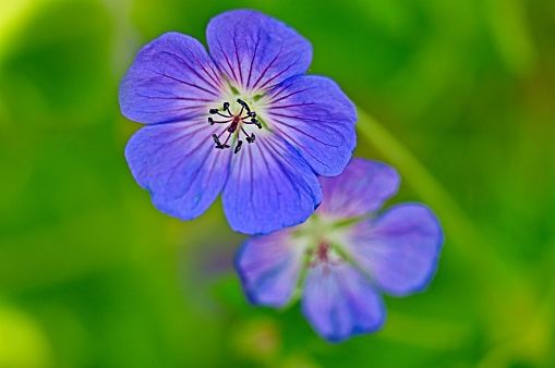 Blue flowers bells garden plants close up with copy space