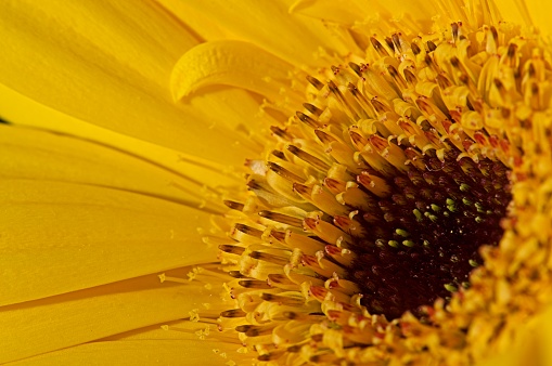 Macro of a Sunflower