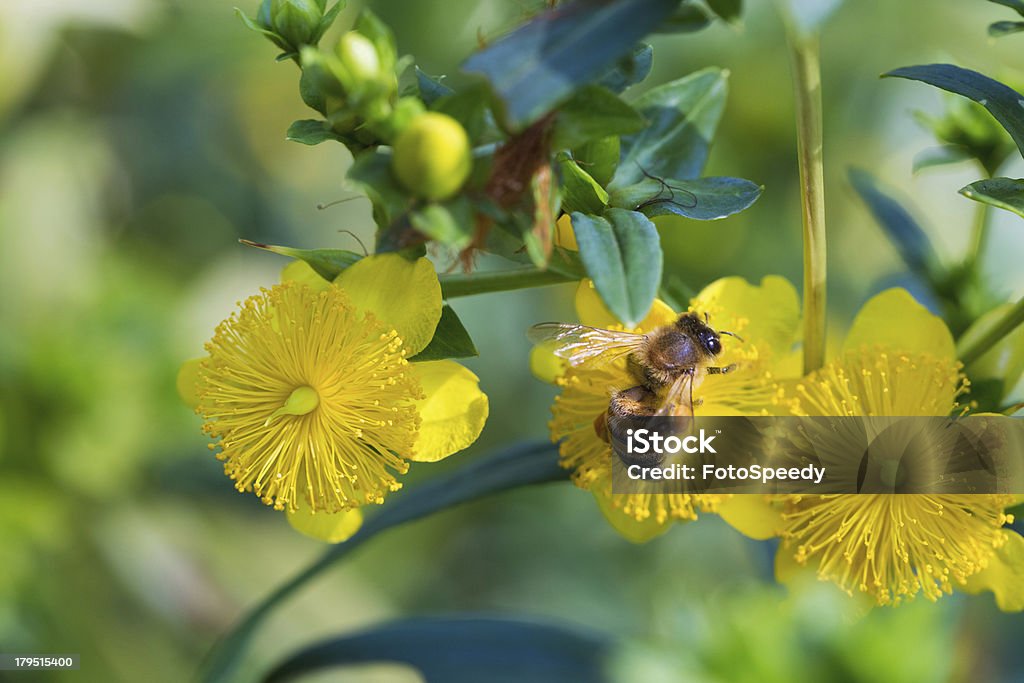 Flor Honeybee sobre amarillo - Foto de stock de Abeja libre de derechos