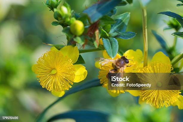 Flor Honeybee Sobre Amarillo Foto de stock y más banco de imágenes de Abeja - Abeja, Agarrar, Aire libre