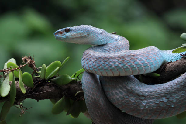 Female blue viper on branch