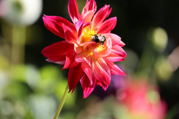 istock macro round red dahlia flower in full bloom 1795159510