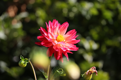 Flower Pastel Chrysanthemum Orange Coral Yellow Gradient Ombre Spring Autumn Floral Pattern Soft Focus Macro Photography Extreme Close-up