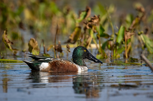 Shoveler ducks on a lake in Tyne and Wear.