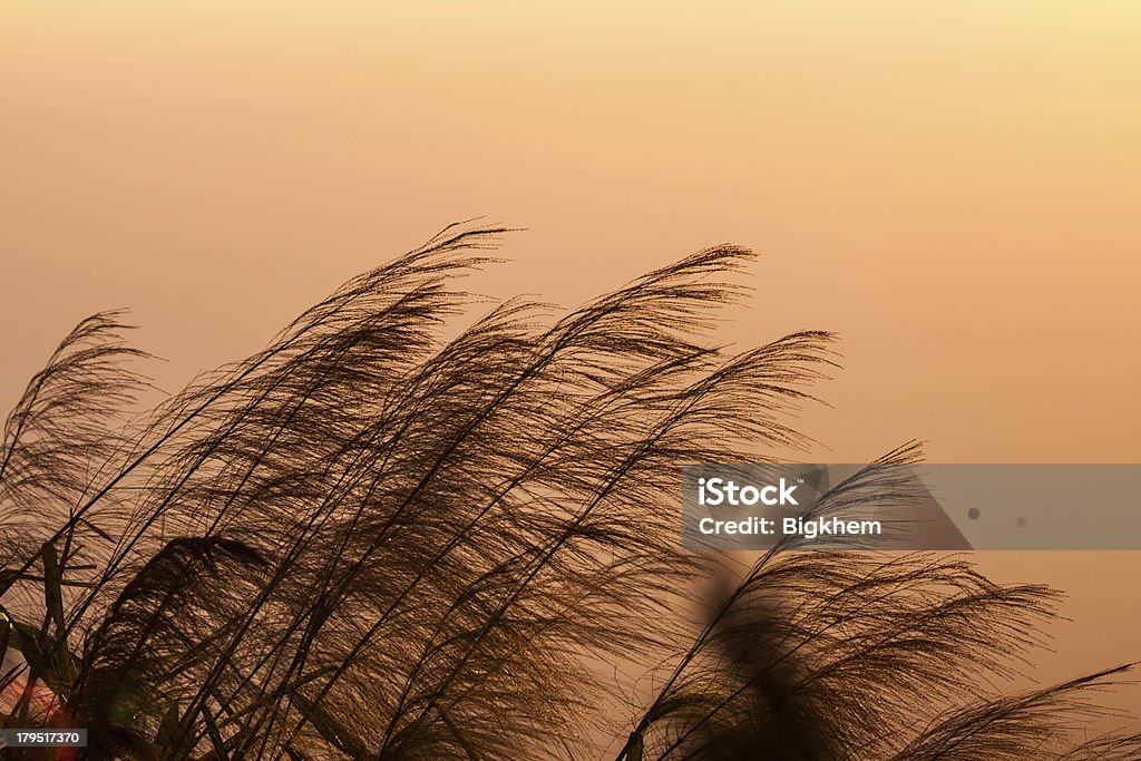 sunrise sunrise and silhouette grass Agricultural Field Stock Photo