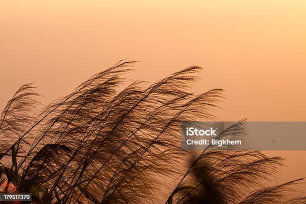 Sunrise Stock Photo - Download Image Now - Agricultural Field, Agriculture, Beauty In Nature