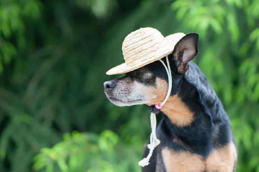 Funny dog in a straw hat, vacationer, gardener. Space for text. Assistant Farmer Concept