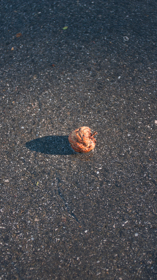 Rotten dry apple on wet road