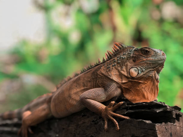 istock Red iguana is on wood. Red dragon 1795186230