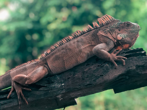istock Red iguana is on wood. Red dragon 1795186752