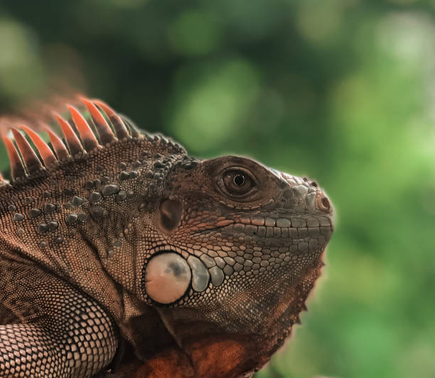 istock Red iguana closeup. Dragon lizard 1795187280