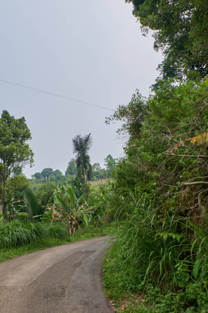 istock The Narrow, Worn Path Weaving Amidst Green Forests, Suitable for Just One Car 1795187294