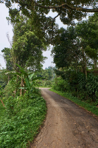 istock The Narrow, Worn Path Weaving Amidst Green Forests, Suitable for Just One Car 1795187310