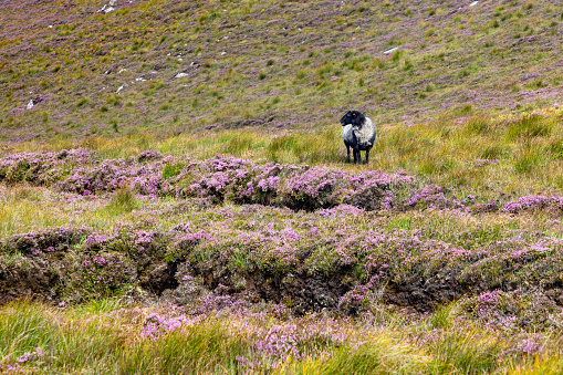 Black and white sheep on Granuaile Loop Walk Trail cover by flowers and vegetation, Derreen, Achill island, Mayo, Ireland