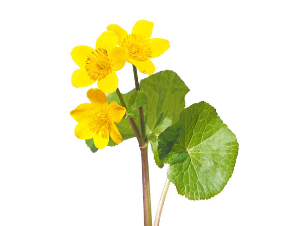 istock Yellow Marsh Marigold flower isolated on white, Caltha palustris 1795191119