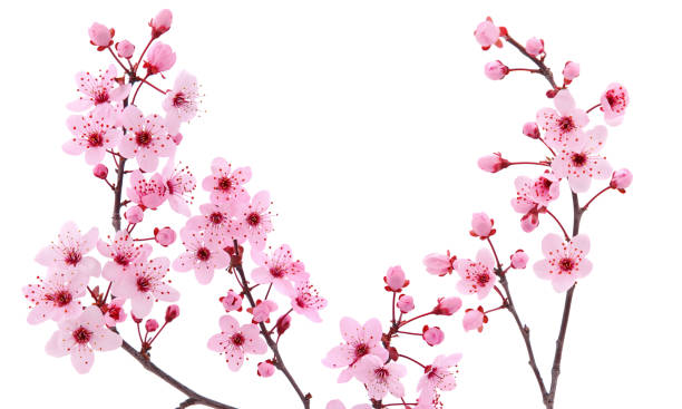 istock Pink cherry blossom in spring isolated on white 1795191123