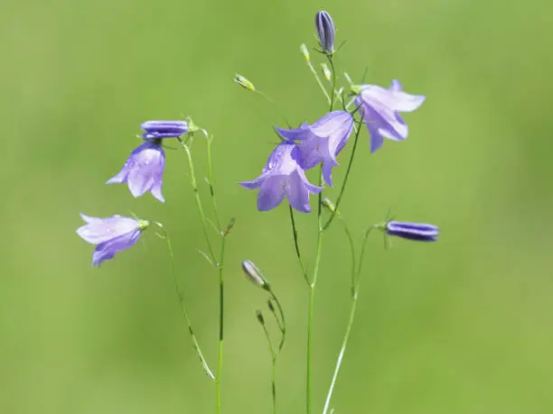 The harebell or bluebell bellflower plant on a meadow in summer