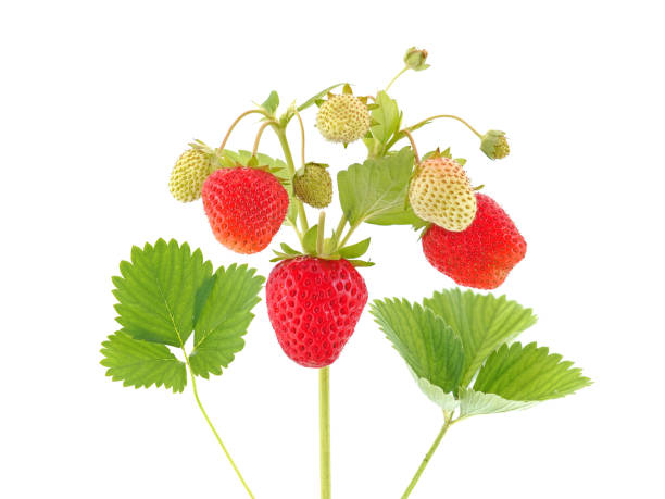 istock Strawberry plant with with berries isolated on white 1795192238