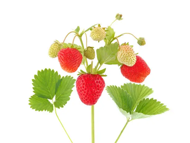 Strawberry plant with with berries and fresh green leaves isolated on white