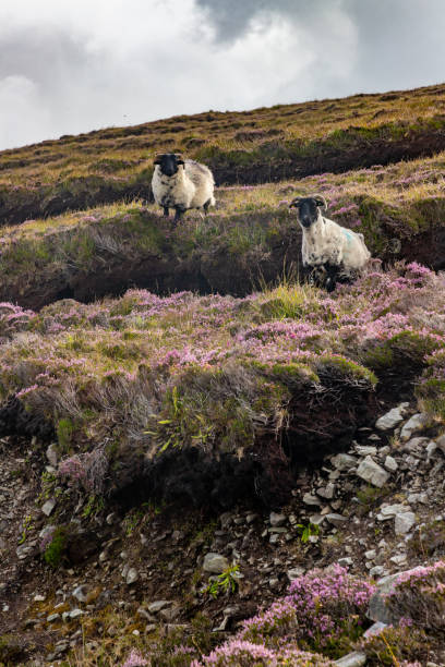 istock Granuaile Loop Walk Trail cover by flowers, vegetation and some sheeps 1795193899