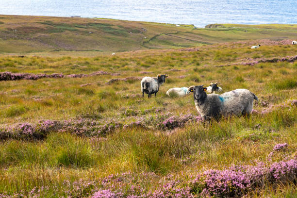 istock Granuaile Loop Walk Trail cover by flowers, vegetation and some sheeps 1795193909