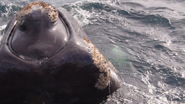 Giant Head of a Southern Right whale surfaces spurting out water and texture of its mouth and skin visible along with barnacles growing on its face