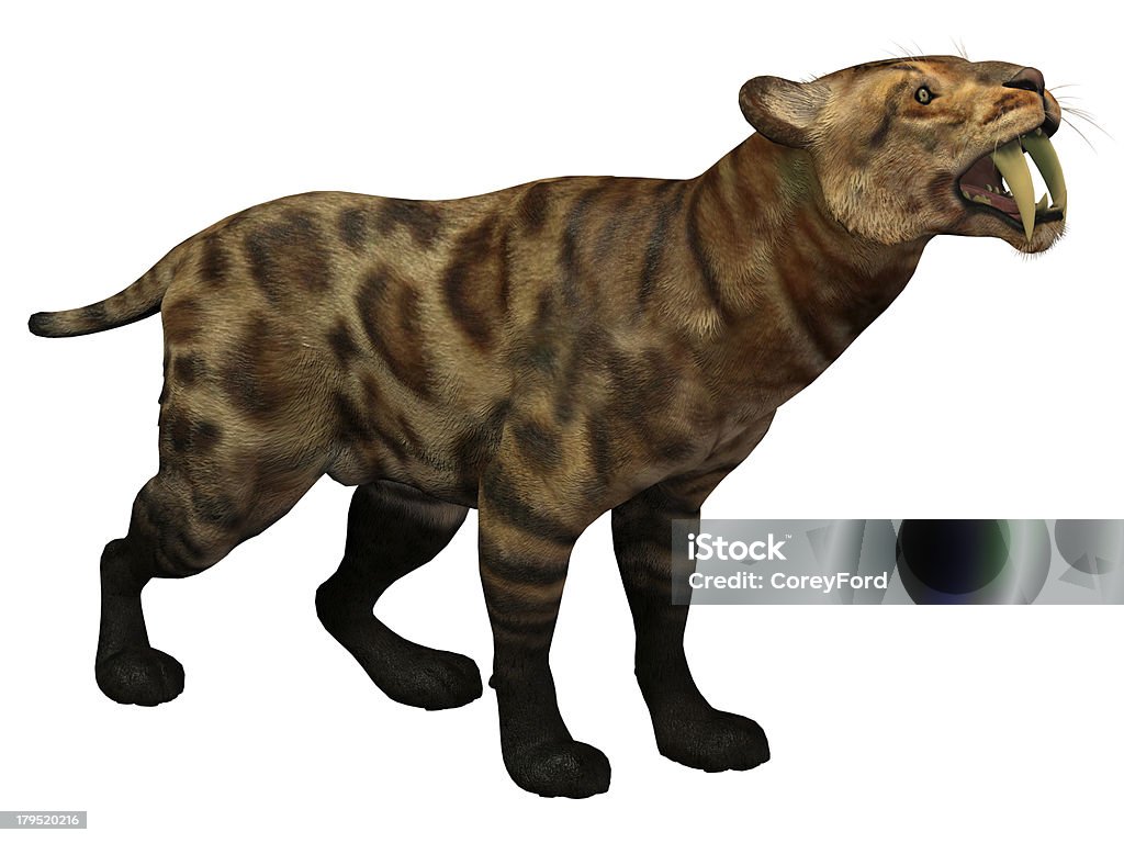 Smilodon Cat on White Smilodon Cat lived in North America from the Eocene to Pleistocene Period and preyed on many large animals. Saber-Toothed Cat Stock Photo