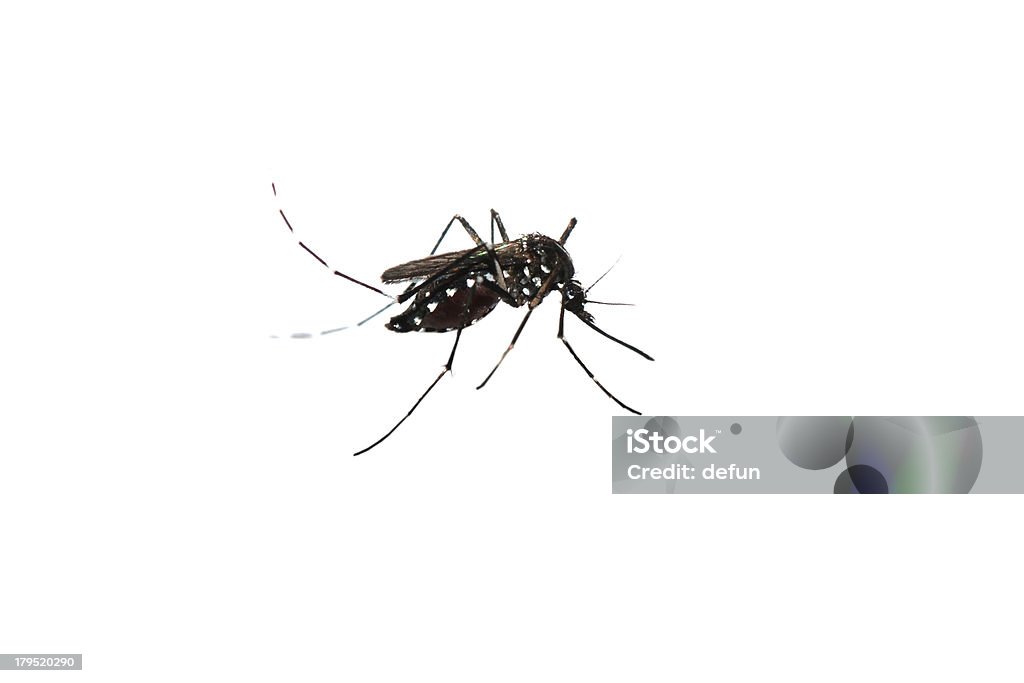 mosquito aislado - Foto de stock de Agresión libre de derechos