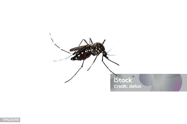 Mosquito Aislado Foto de stock y más banco de imágenes de Agresión - Agresión, Bacteria, Biología