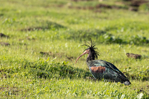 A Northern Bald Ibis aka Waldrapp, Geronticus eremita, walking in a field looking for invertebrates and other food prey. It is a bird from the breeding project established by a successful reintroduction project at La Janda, Spain. There is some motion blur in the bird's floppy crest.