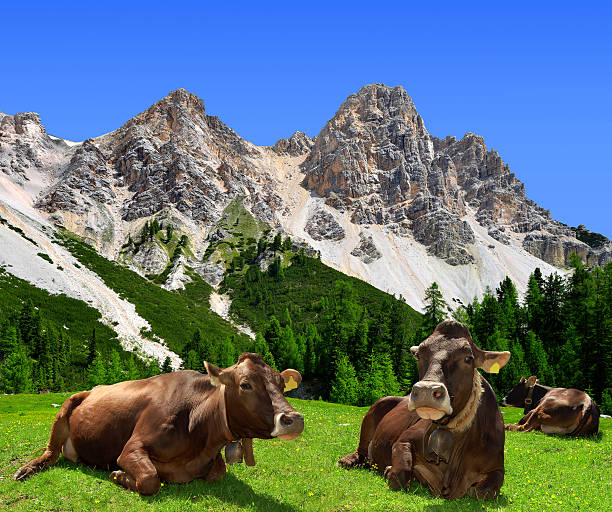 istock Herd of Cow 179520759