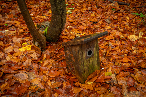Bird old wooden box in orange color leafs in autumn rainy morning