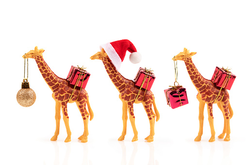 Giraffes with gifts isolated on white background
