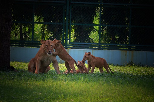 Lioness with her cubs