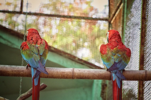 Specie of parrots