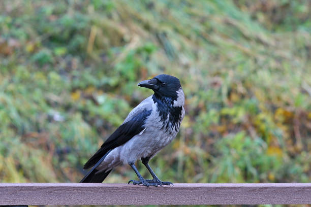 istock a large crow on the fence railing in the park 1795243081