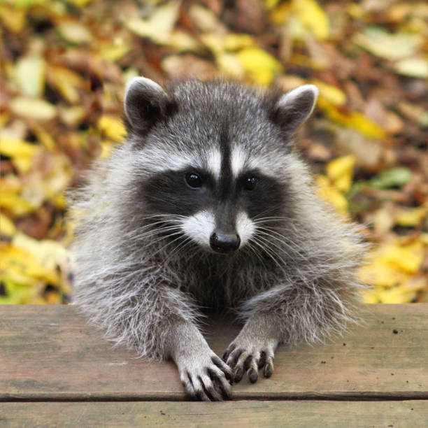 istock Baby Raccoon 179524569