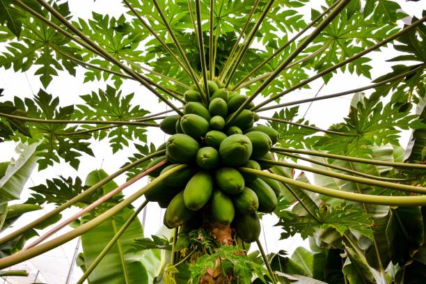 istock Papaya tree with fruits 1795246959