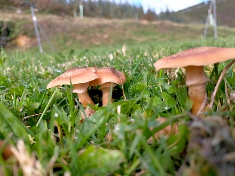 side view of some mushrooms in a field
