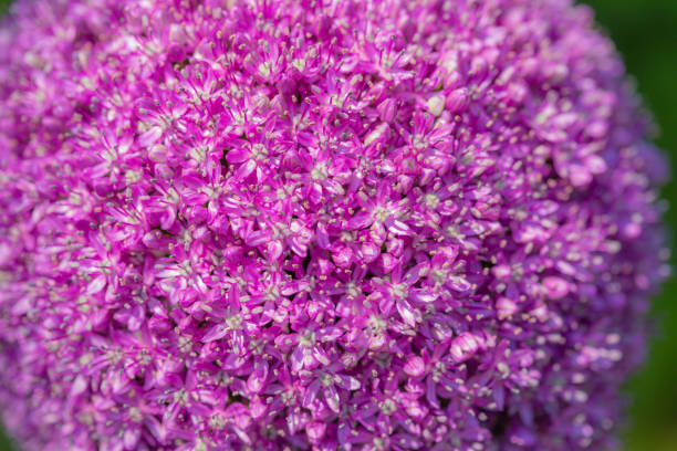 istock Mixed colorful flowers background 1795257650