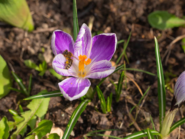 Mixed colorful flowers Nature background. Vibrant mixed backdrop. bright crocuses growing in garden. close-up. Vivid flowers in early spring. Home Gardening hobby concept