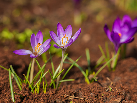 Mixed colorful flowers Nature background. Vibrant mixed backdrop. bright crocuses growing in garden. close-up. Vivid flowers in early spring. Home Gardening hobby concept