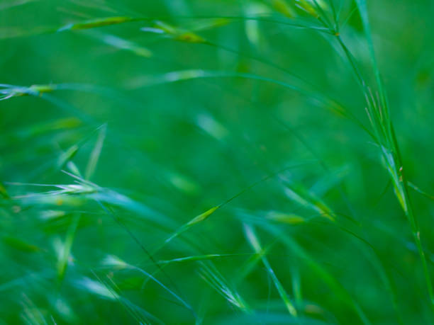 Mixed colorful flowers Nature background. Vibrant mixed backdrop. bright growing in garden. close-up. Green grass in early spring. Home Gardening hobby concept