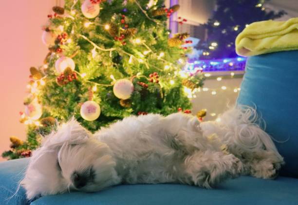 istock Dreaming of Santa 1795266026