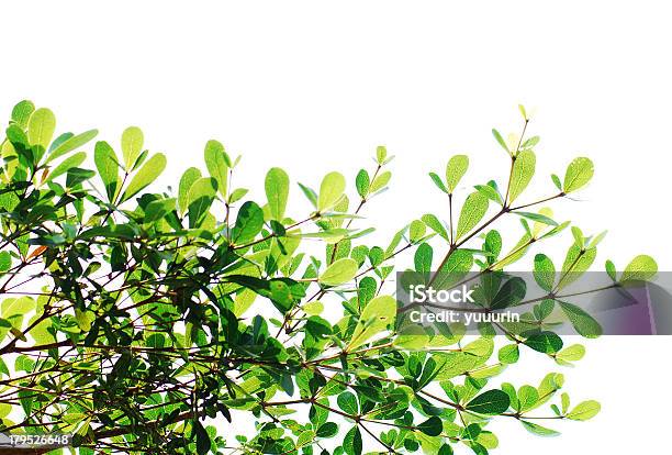 Textura De Fundo Verde Deixa - Fotografias de stock e mais imagens de Ao Ar Livre - Ao Ar Livre, Arbusto, Botânica - Ciência de plantas