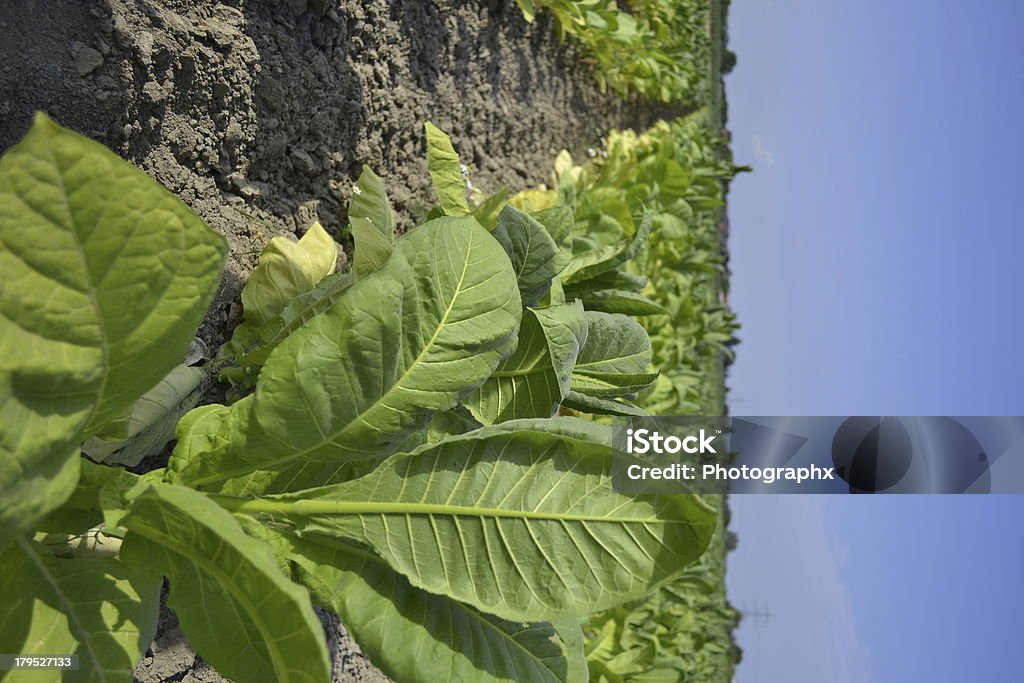 tabacco field - Foto de stock de Agricultura royalty-free