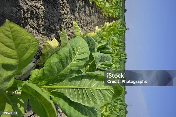 Foto de Tabacco Field e mais fotos de stock de Agricultura - Agricultura, Cigarro, Fotografia - Imagem