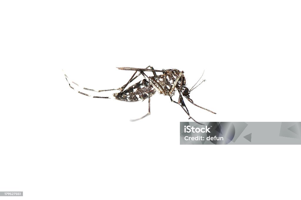 mosquito insecto - Foto de stock de Agresión libre de derechos